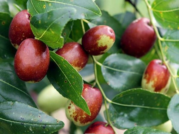 익어가는 대추, 출처; 묘목, 화훼 전문 초록살롱